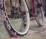 Petals On A Bike