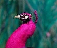 Pink Peacock