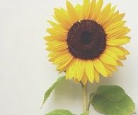 Single sunflower