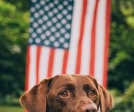 American dog