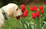 Dog sniffing flowers