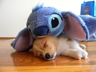 Stitch and the dog