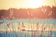 Reeds in the sun