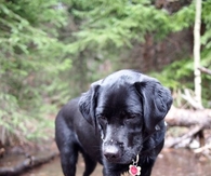 Country dog