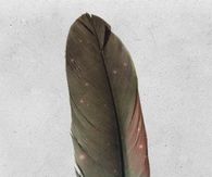 Animated feather