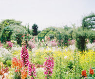 Wild flowers 