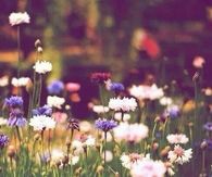 Filtered flowers