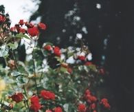 Wild roses