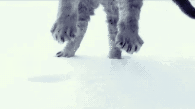 Cat landing