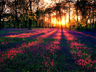 Field of Flowers