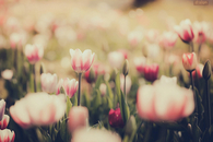 Blossoming daisy garden