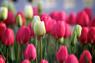 Beautiful Tulip Garden