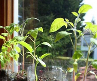 DIY Mini Herb Garden