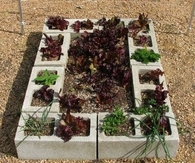 Cinder block Garden
