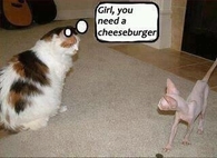 cheeseburger