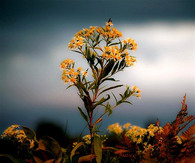 Yellow Daisies