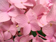 Pink pedal flowers