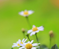 Beautiful daisies