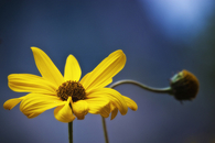 Sunflower closeup