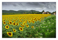 Field of sunflowers