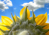 Sunflower in the sky