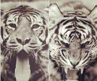 Tigers