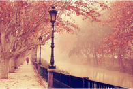 Autumn mist