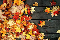 Yellow orange leaves