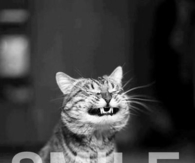 Smile cat
