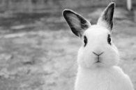 Cute bunny rabbit