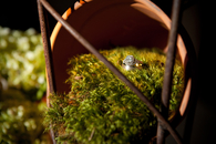 Flower pot ring
