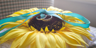 Sunflower rings
