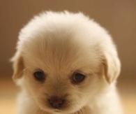 Sweet Little Puppy
