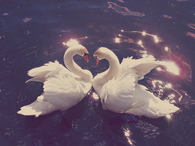 Swans