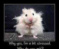 stressed