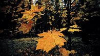 Rustling leaves