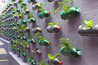 plastic bottle garden