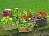Garden Luggage and Basket