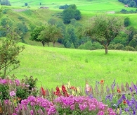 Countryside garden 