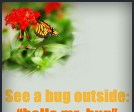Bugs