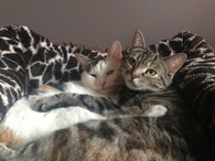 Cuddling cats