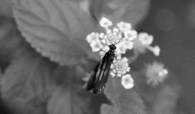 Butterfly wings