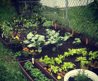 small home garden