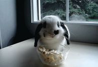 Rabbit eating popcorn