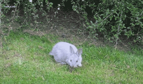 Bunny hop