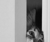 Stuck cat