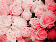 I love pink roses