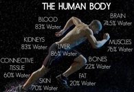 The human body