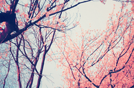 Vintage tree flowers