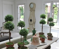 French Topiary
